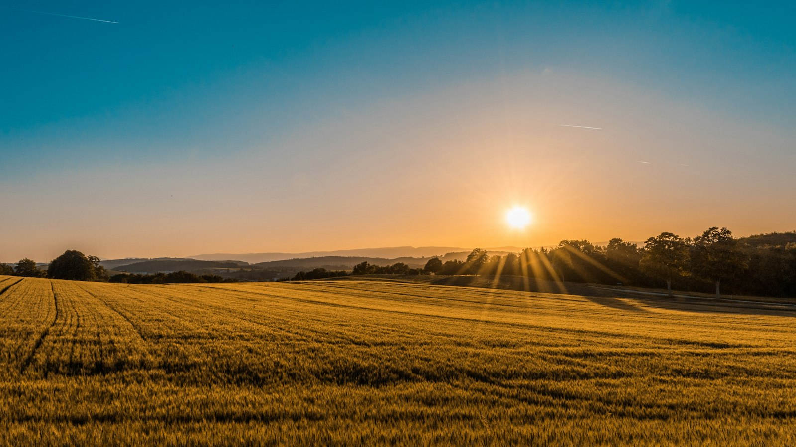 Hands holding wheat in a field